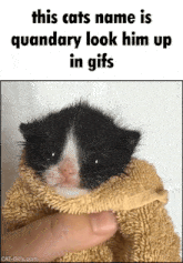 a black and white kitten is wrapped in a towel