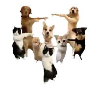 a group of cats and dogs are dancing together