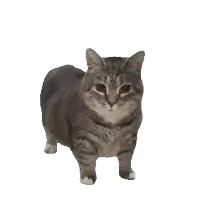 a gray and white cat standing on a white background looking at the camera