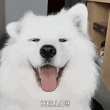 a white dog is smiling with its tongue hanging out and says hello .