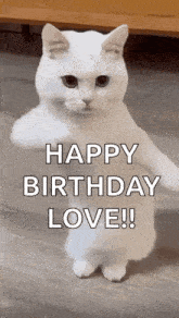 a white cat is standing on its hind legs and saying `` happy birthday love ! ''