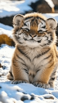 a baby tiger cub is sitting in the snow with its eyes closed and smiling .