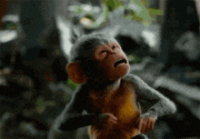 a close up of a monkey with its mouth open