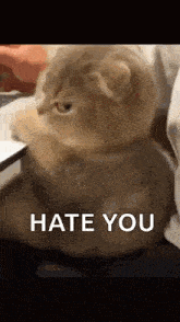 a cat is sitting on a bed with the words `` hate you '' on it .