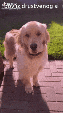 a dog is standing on a brick sidewalk with the words povriz drustvenog si above it
