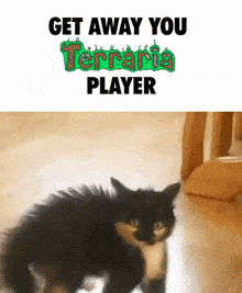 a picture of a cat with the words " get away you terraria player "