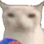 a close up of a cat 's face with a blurred background .