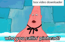 patrick star from spongebob is asking who you callin ' pinhead