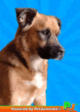 a picture of a brown dog with the words powered by petjuvenate on it