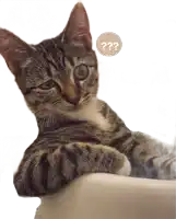 a cat with a question mark above it 's head