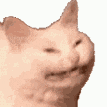 a close up of a cat 's face with its mouth open and its eyes closed .