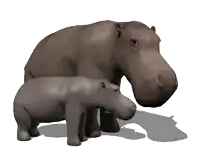 a mother hippopotamus standing next to her baby hippopotamus