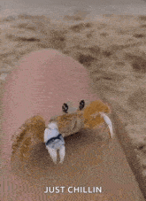 a crab is crawling on a person 's leg and the caption says just chillin