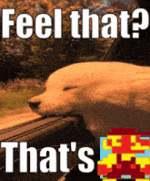 a dog looking out a window with the words feel that that 's