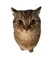a close up of a cat 's face looking at the camera